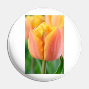 Tulipa  &#39;Freeman&#39;    Double Late Group Tulip Pin