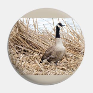 Canada Goose No.4 Pin