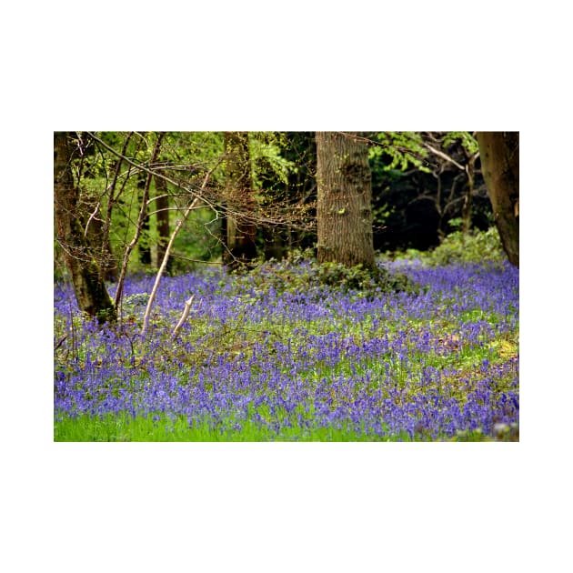 Bluebell Woods Basildon Park Berkshire UK by AndyEvansPhotos