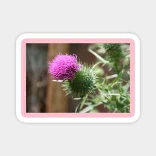 Thistle Magnet