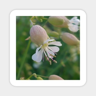 Bladder Campion Flower in The Field Magnet