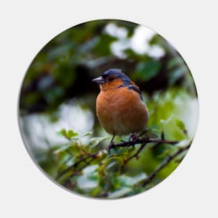 Chaffinch Pin