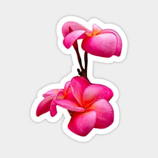 Frangapani flowers Magnet