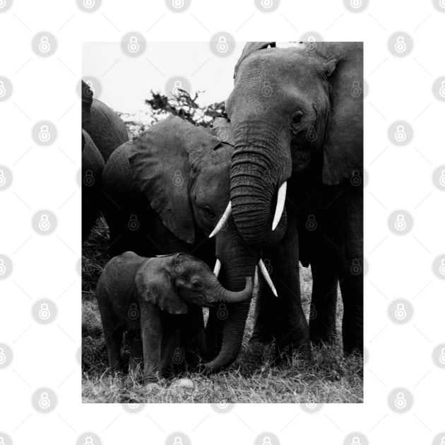 Vintage Kenya Elephants by In Memory of Jerry Frank