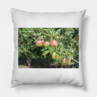 Okanagan Valley Apples and Summer Sunshine Pillow