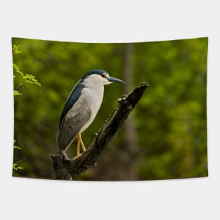 Black-Crowned Night Heron Tapestry