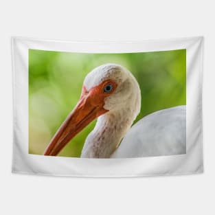 More American white ibis Tapestry