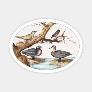 Green-Winged Teal, Juvenile Green Woodpecker and Two Other Birds (1575-1580) Magnet