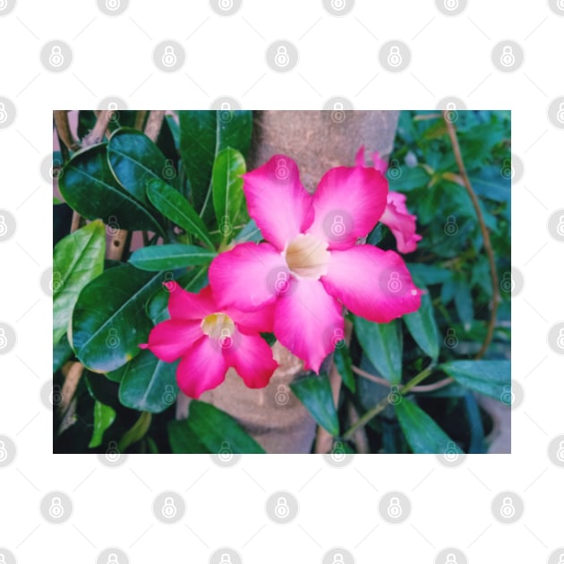 nature, flower, desert rose, adenium, plant, rose, adenium obesum, desert, plants, obesum, beautiful, succulent, tropical, vegan, roses by souvenirscape