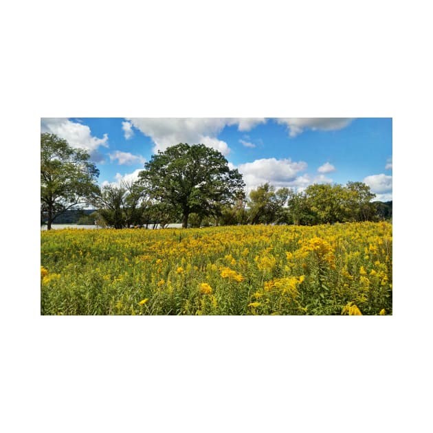 Princess Point Hamilton goldenrod field by srosu