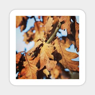 Autumn oak leaves Magnet