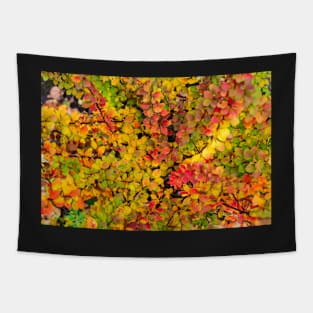 Red and yellow barberry leaves in autumn Tapestry