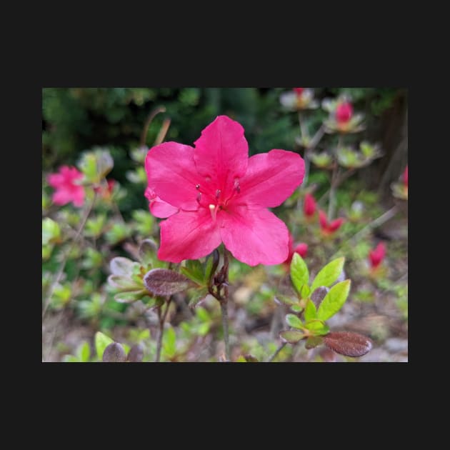 Pink Flower in Meadow 1 by AustaArt