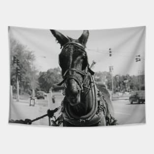 A Mule in New Orleans Tapestry