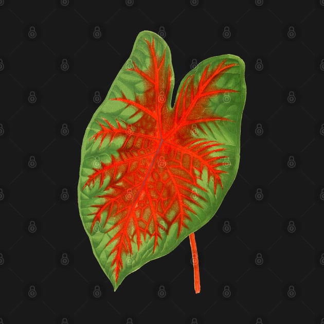 Caladium Postman Joyner - botanical illustration by chimakingthings