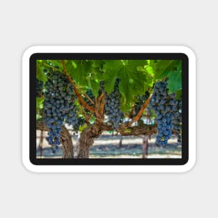 Grapes 1 Magnet