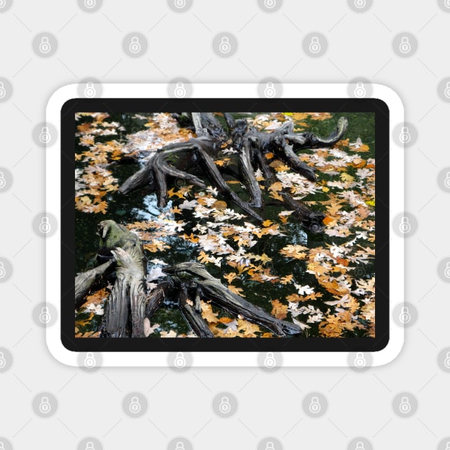 Autumn Otter Pond of Leaves Magnet by H. R. Sinclair