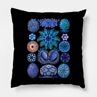 Ernst Haecke Ascidia Sea Squirts in Vivid Blue Pillow