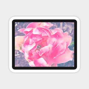 Pink Tulip close up Magnet