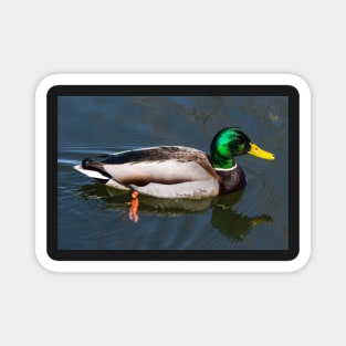 Mallard. Magnet