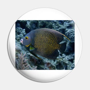 French Angelfish Pin