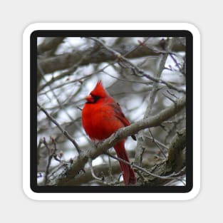 Winter Cardinal Photography Art Beautiful Heaven Sent Messenger Male Red Cardinal Magnet