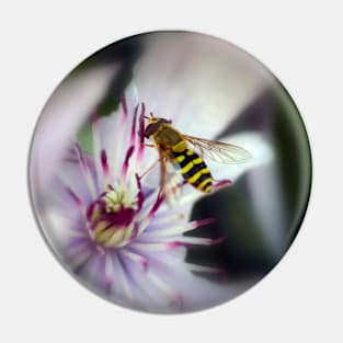 Hoverfly on a Purple Clematis Pin