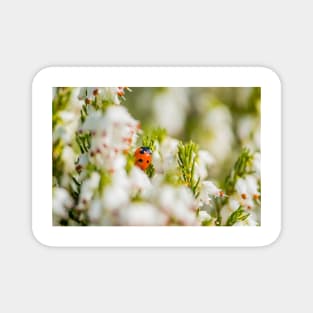 Ladybird amongst the heather Magnet