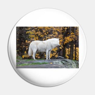 Arctic Wolf - Parc Omega, Quebec Pin