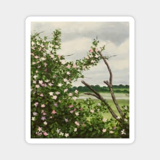 Wild Rose, Bosham Magnet