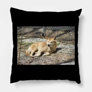 Dingo Pillow