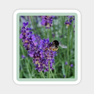 bumblebee on lavender Magnet