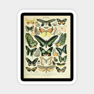 Adolphe Millot Arthropodes Insects papillons Chart Illustration Butterflies Magnet