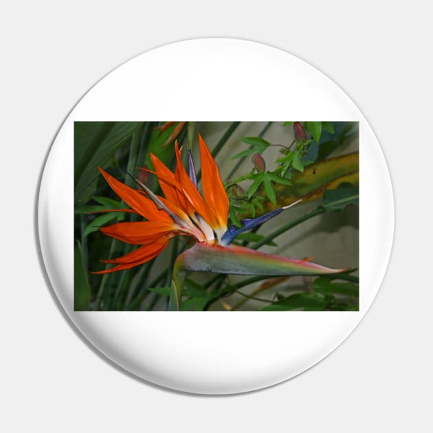 Bird of Paradise Flower Pin by RedHillDigital