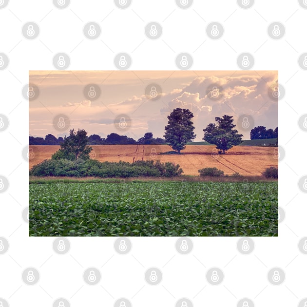 Two Trees In Wheat Field 7 by Robert Alsop