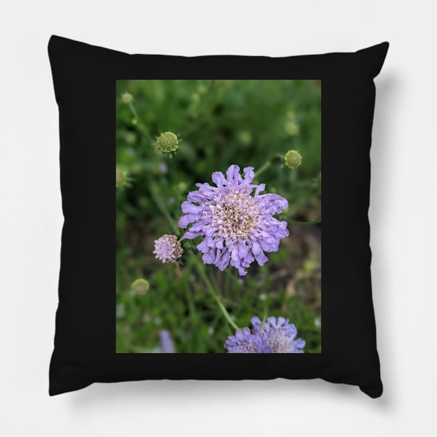 Purple Wispy Flower Photographic Image Pillow by AustaArt