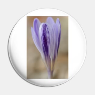 Crocus cancellatus subspecies cancellatus  Autumn flowering crocus Pin