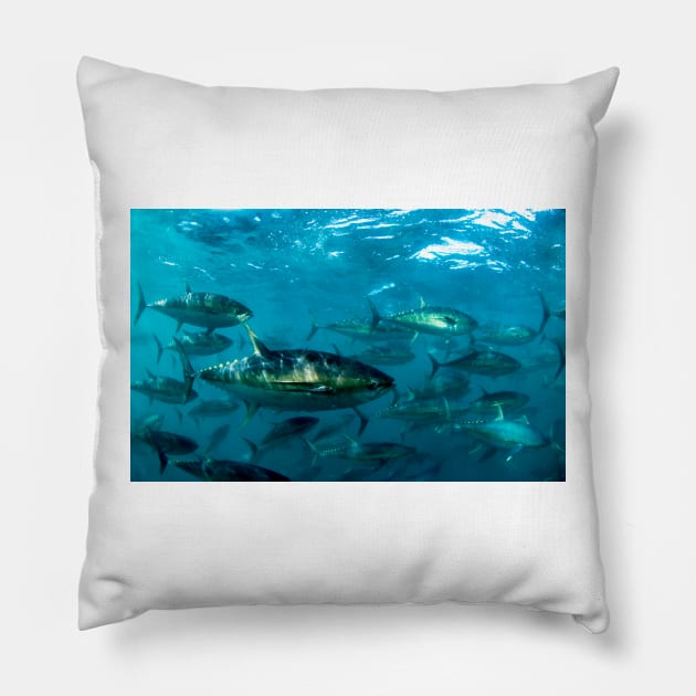 Yellowfin tuna (Z605/1620) Pillow by SciencePhoto