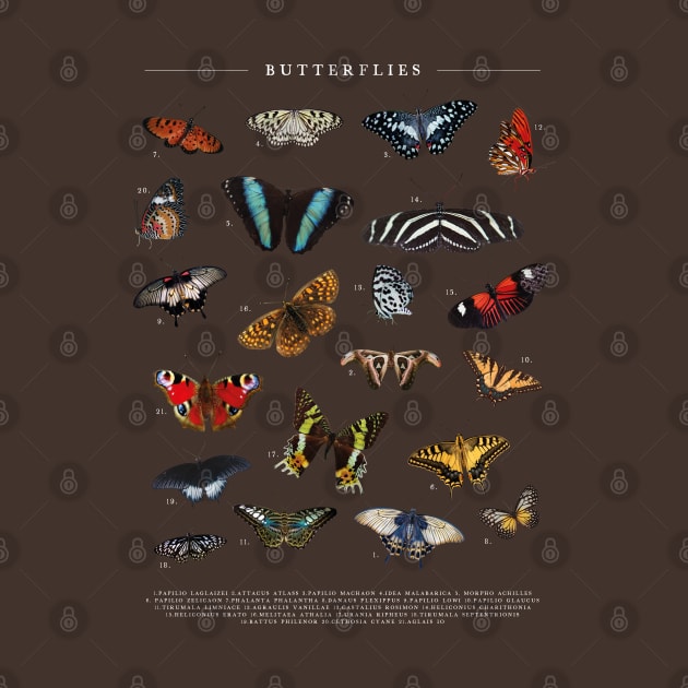 Vintage Butterfly Chart by uncommontee