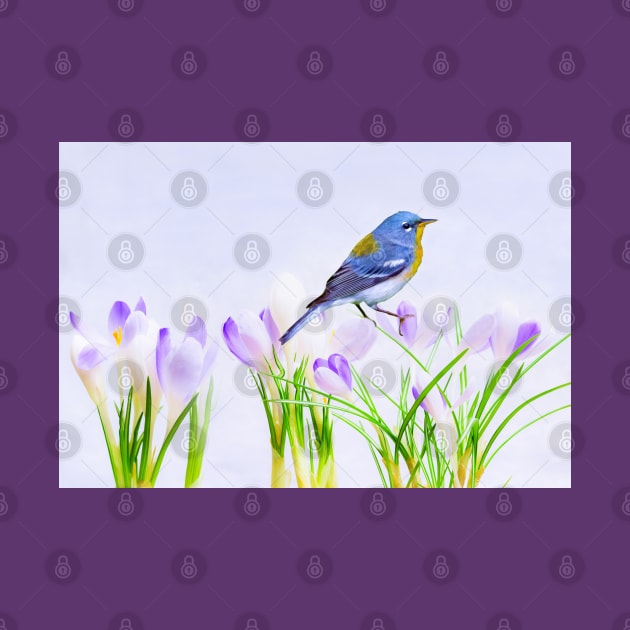 Parula Warbler Perched on Crocus Flowers by lauradyoung