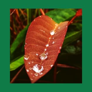 dew drops on young leaf T-Shirt