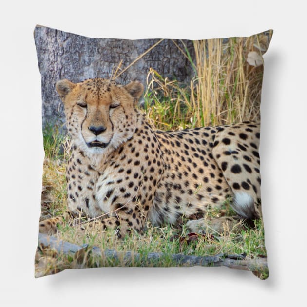 Cheetah in Moremi Game Reserve, Botswana Pillow by SafariByMarisa