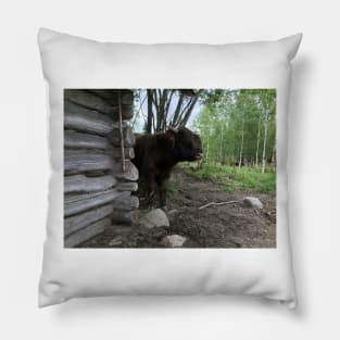 Scottish Highland Cattle Bull 1457 Pillow