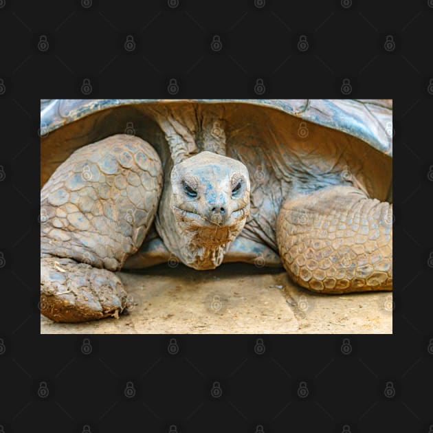 Giant Tortoise by static-shotz
