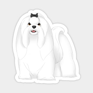 Maltese Dog Magnet