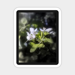 apple blossoms #6 Magnet