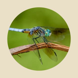 Blue Dasher Dragonfly Photograph T-Shirt