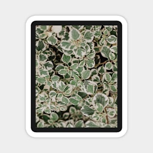 Leaves, Tropical leaves, Leaf, Modern art, Wall art, Print, Minimalistic, Modern, Scandinavian print Magnet