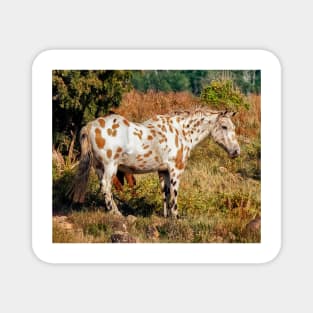 Appaloosa Magnet