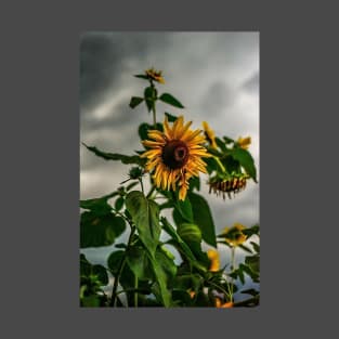 Sunflowers and storms T-Shirt